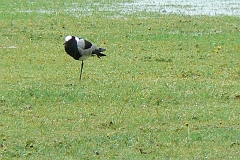 0690-Reis Zuid-Afrika2007